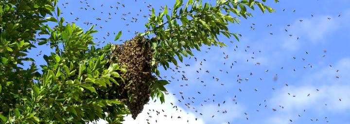 sciame su ramo albero
